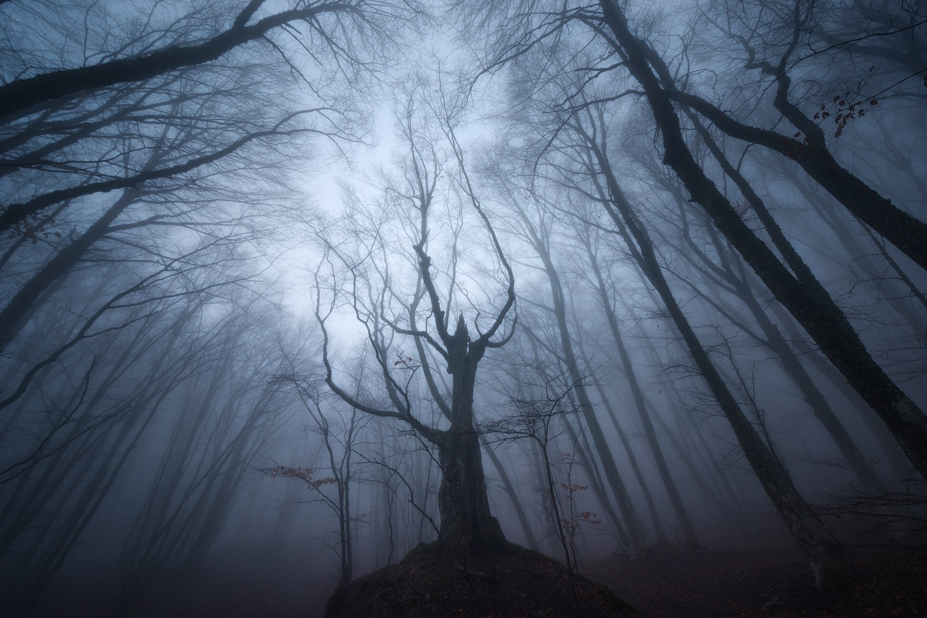 Мистический,туманный лес